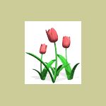 tulips_pink.gif